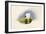 The White Hackle-Alison Cooper-Framed Giclee Print