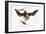 The White-Headed Eagle, 1749-73-Mark Catesby-Framed Giclee Print