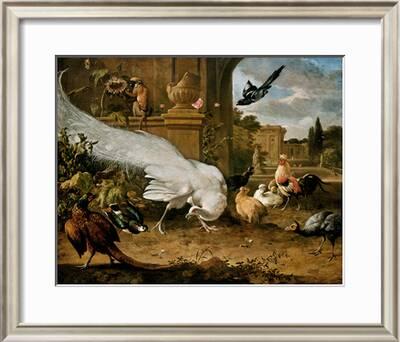 The White Peacock Giclee Print Melchior D Hondecoeter Art Com