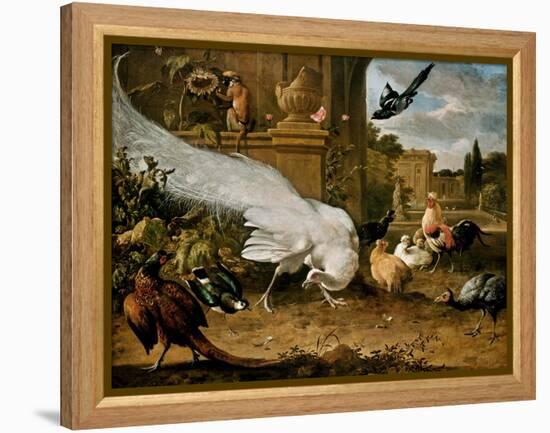 The White Peacock-Melchior d'Hondecoeter-Framed Premier Image Canvas