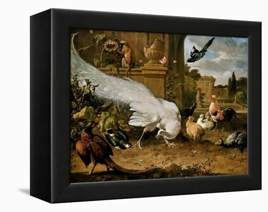 The White Peacock-Melchior d'Hondecoeter-Framed Premier Image Canvas