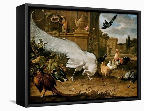 The White Peacock-Melchior d'Hondecoeter-Framed Premier Image Canvas