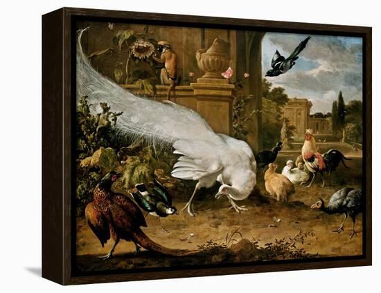 The White Peacock-Melchior d'Hondecoeter-Framed Premier Image Canvas