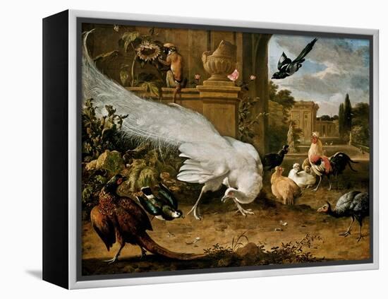 The White Peacock-Melchior d'Hondecoeter-Framed Premier Image Canvas