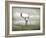 The White Stag-Lynne Davies-Framed Photographic Print