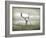 The White Stag-Lynne Davies-Framed Photographic Print