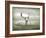 The White Stag-Lynne Davies-Framed Photographic Print