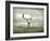 The White Stag-Lynne Davies-Framed Photographic Print