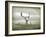 The White Stag-Lynne Davies-Framed Photographic Print