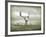 The White Stag-Lynne Davies-Framed Photographic Print