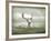 The White Stag-Lynne Davies-Framed Photographic Print