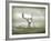 The White Stag-Lynne Davies-Framed Photographic Print