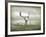 The White Stag-Lynne Davies-Framed Photographic Print