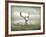 The White Stag-Lynne Davies-Framed Photographic Print