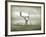 The White Stag-Lynne Davies-Framed Photographic Print