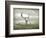 The White Stag-Lynne Davies-Framed Photographic Print