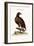 The White-Tailed Eagle, 1749-73-George Edwards-Framed Giclee Print