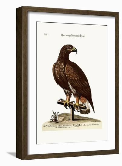 The White-Tailed Eagle, 1749-73-George Edwards-Framed Giclee Print