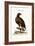 The White-Tailed Eagle, 1749-73-George Edwards-Framed Giclee Print