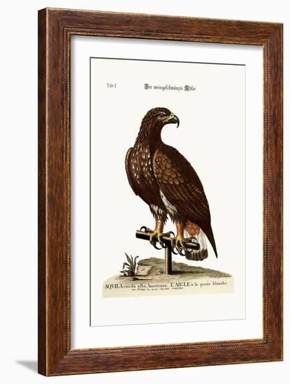 The White-Tailed Eagle, 1749-73-George Edwards-Framed Giclee Print