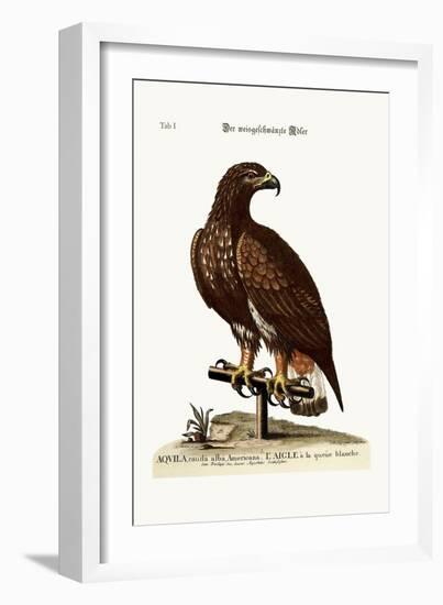 The White-Tailed Eagle, 1749-73-George Edwards-Framed Giclee Print