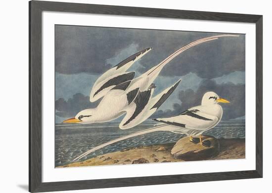 The White-Tailed Tropic Bird-John James Audubon-Framed Premium Giclee Print