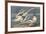 The White-Tailed Tropic Bird-John James Audubon-Framed Premium Giclee Print