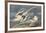 The White-Tailed Tropic Bird-John James Audubon-Framed Premium Giclee Print