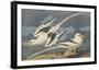The White-Tailed Tropic Bird-John James Audubon-Framed Premium Giclee Print