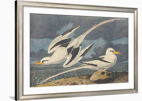 The White-Tailed Tropic Bird-John James Audubon-Framed Premium Giclee Print