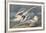 The White-Tailed Tropic Bird-John James Audubon-Framed Premium Giclee Print