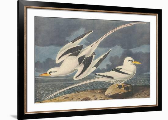 The White-Tailed Tropic Bird-John James Audubon-Framed Premium Giclee Print