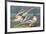 The White-Tailed Tropic Bird-John James Audubon-Framed Premium Giclee Print