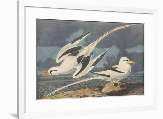 The White-Tailed Tropic Bird-John James Audubon-Framed Premium Giclee Print