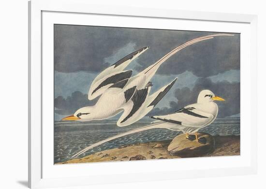 The White-Tailed Tropic Bird-John James Audubon-Framed Premium Giclee Print