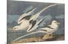 The White-Tailed Tropic Bird-John James Audubon-Mounted Premium Giclee Print