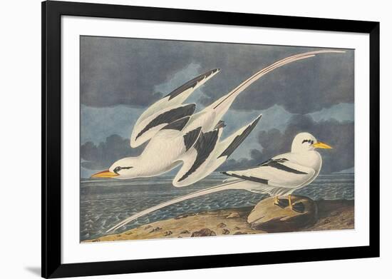 The White-Tailed Tropic Bird-John James Audubon-Framed Premium Giclee Print