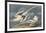 The White-Tailed Tropic Bird-John James Audubon-Framed Premium Giclee Print