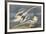 The White-Tailed Tropic Bird-James Audubon-Framed Giclee Print