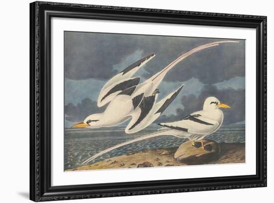 The White-Tailed Tropic Bird-James Audubon-Framed Giclee Print