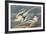 The White-Tailed Tropic Bird-James Audubon-Framed Giclee Print