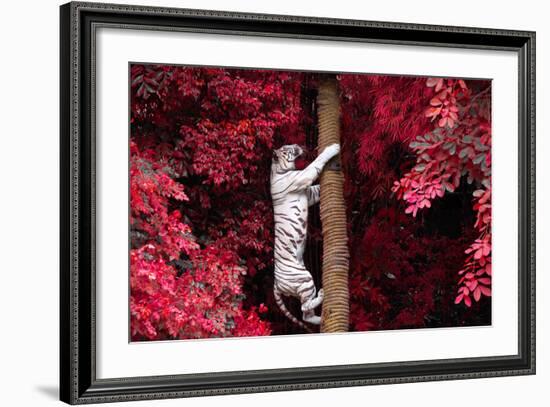 The White Tiger.-jeep2499-Framed Photographic Print