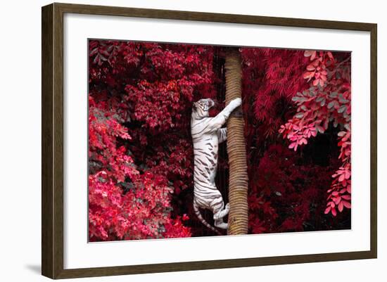 The White Tiger.-jeep2499-Framed Photographic Print