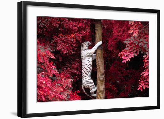 The White Tiger.-jeep2499-Framed Photographic Print