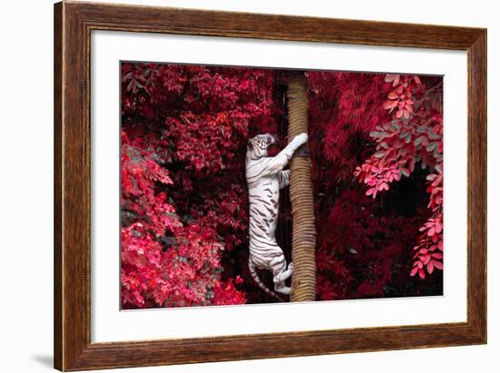 The White Tiger.-jeep2499-Framed Photographic Print