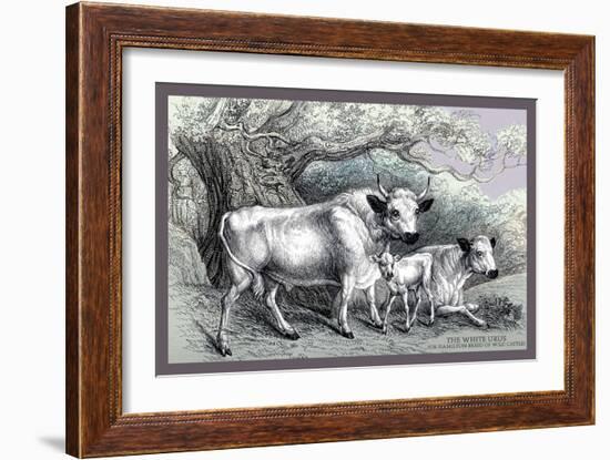 The White Urus-John Stewart-Framed Art Print