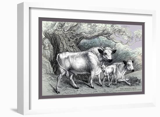 The White Urus-John Stewart-Framed Art Print