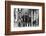 The Who, with Dogs-Associated Newspapers-Framed Photo