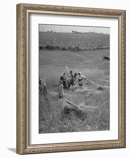 The Whole Family of Farmers Harvesting Wheat in Field-Dmitri Kessel-Framed Photographic Print