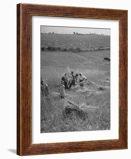 The Whole Family of Farmers Harvesting Wheat in Field-Dmitri Kessel-Framed Photographic Print